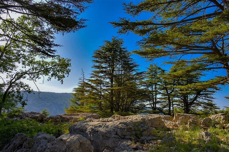 The trees of the Lord are full of sap; The Cedars of Lebanon, which he... (Cedar Reserve Tannourine)