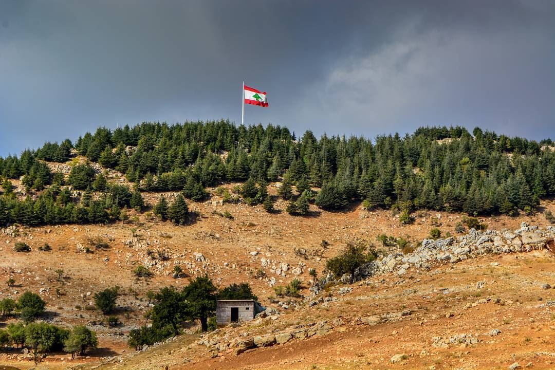 .The unique cedars of Lebanon - skies are preparing for rain. Gray cloudy... (Falougha, Mont-Liban, Lebanon)