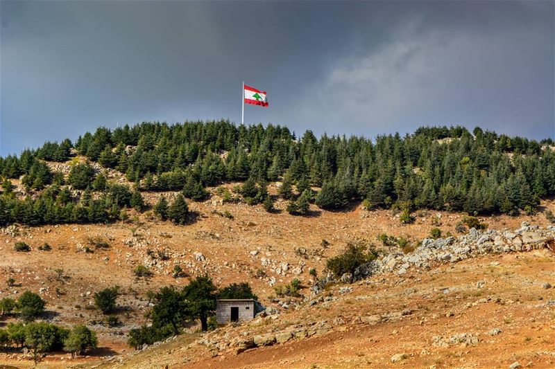 .The unique cedars of Lebanon - skies are preparing for rain. Gray cloudy... (Falougha, Mont-Liban, Lebanon)