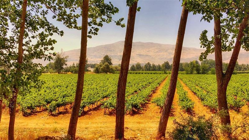 The vineyards are arrested! (Taanayel Lake)