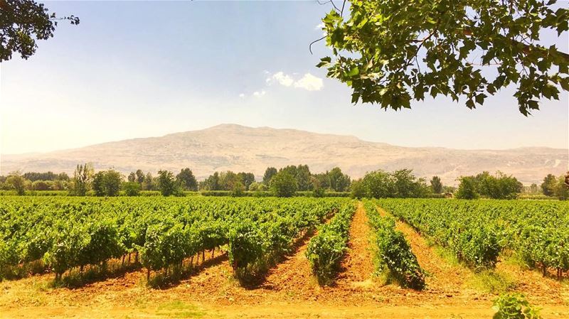 The vineyards are set free! (Taanayel Lake)