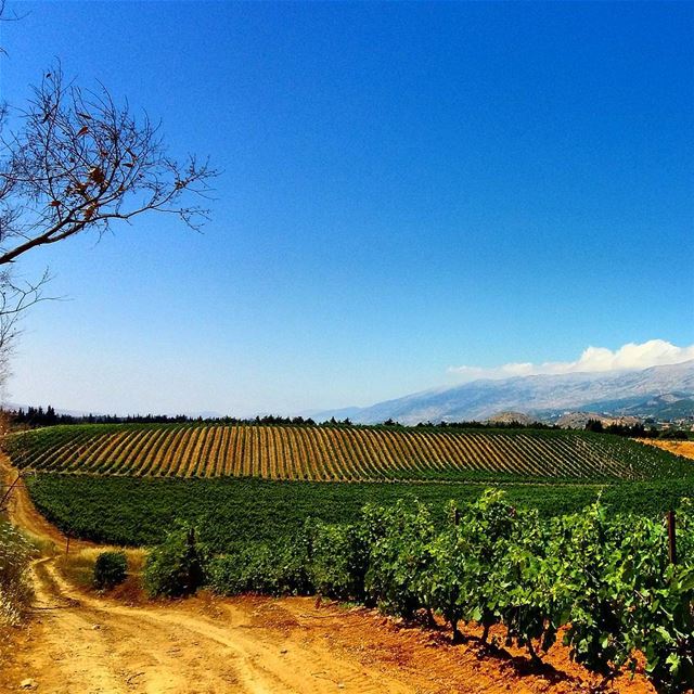 The vineyards of kefraya  grapes vines vineyard  kefraya  grapejuice...