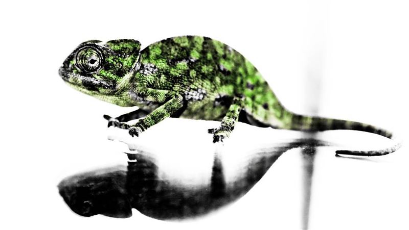 -The visitor- ig_shotz_animal bestnatureshot animalsmood  main_vision...