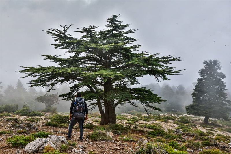 The voice of the LORD breaketh the cedars; yea, the LORD breaketh the... (El Qammoûaa)