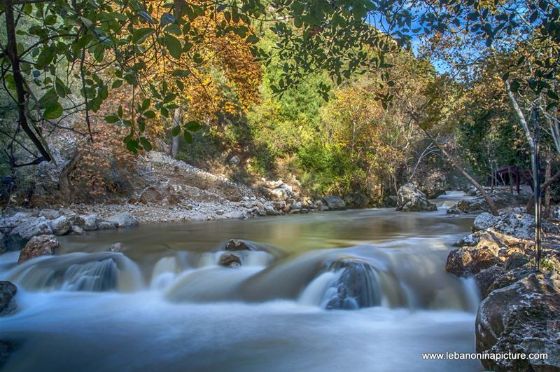 The Water Raging and Flowing and The Trees Slowly Going Into Sleep Waiting for Spring to Come  (Nahr Ibrahim, Lebanon)