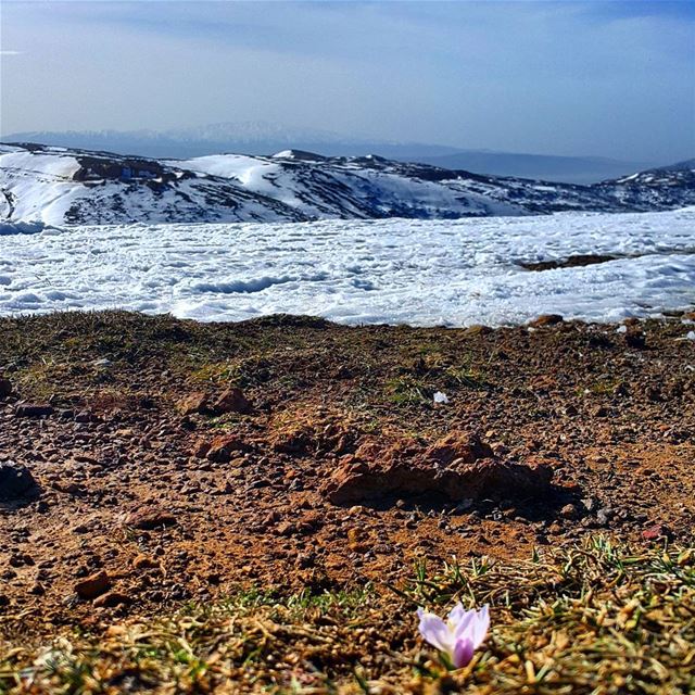 The Will to Live is more powerful than any storm lebanon  naturelovers ... (Mount Sannine)