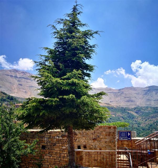 the winner stands alone  paulocoelho  quotes tree  alone  bekaakafra ... (Bekaa Kafra)