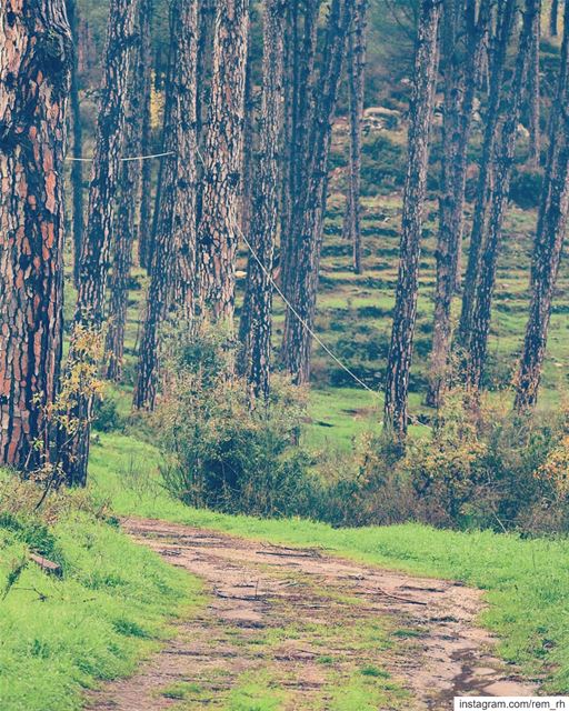 ~the woods~