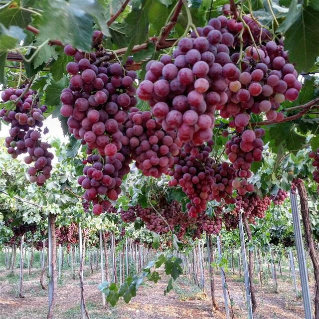 The world should know that Lebanon have the most delicious grape &... (Fourzol, Béqaa, Lebanon)