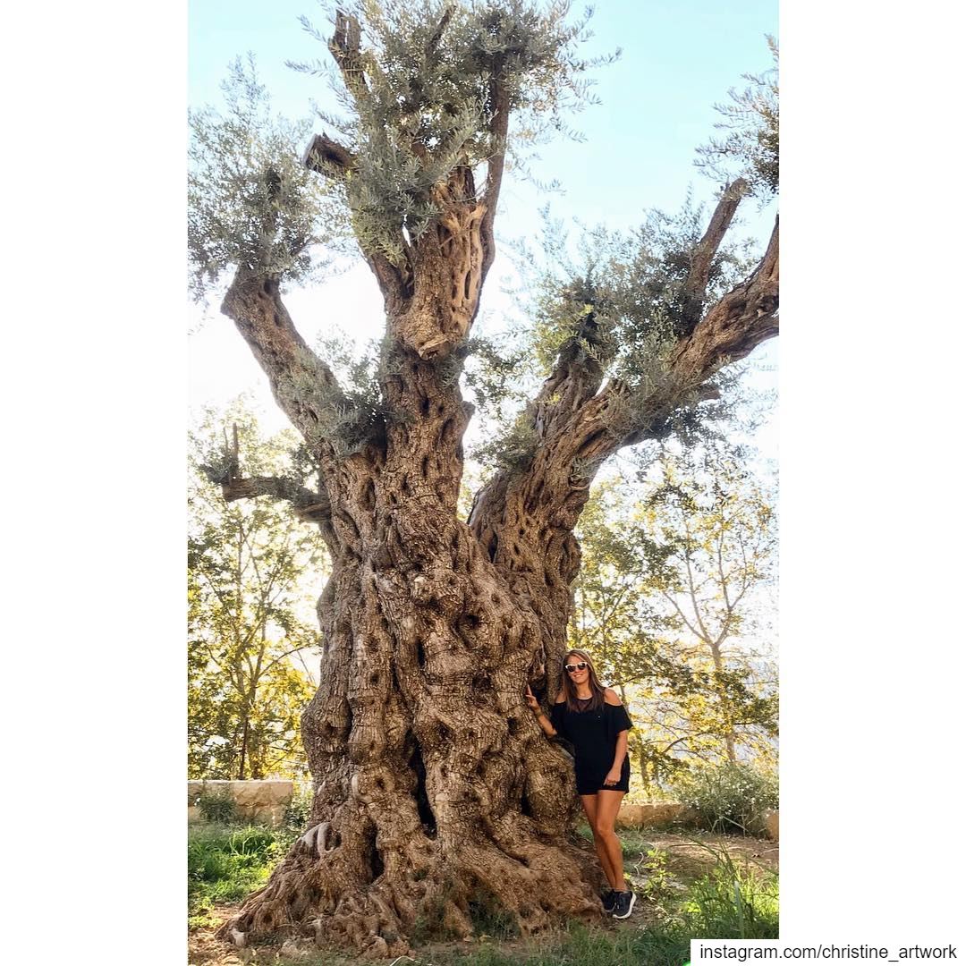 The worlds oldest olive trees are Lebanese🇱🇧 ❤️This ancient olive tree...