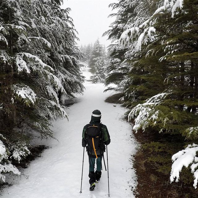 The year is yours. What will you do with it ? 🌲🏃❄🌲 newyear snow... (Cedars of God)