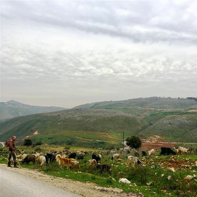 The younger Shepherd beautiful_lebanon  livelovelebanon ... (Nabatîyé)