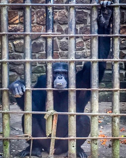 The zoo kills the 'wild' in wild animal.  africa  african  africans ... (Kisangani, Democratic Republic Congo)