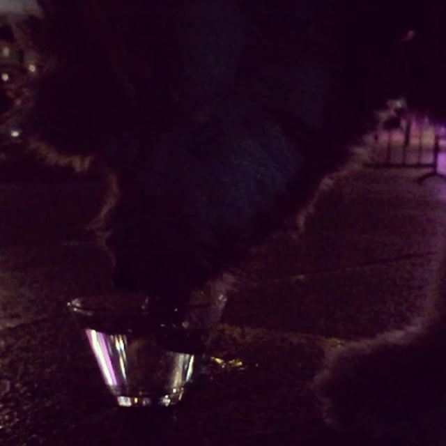 @thealichehade  diva  nova  drinking  dog  animal  animallovers  video ... (Beirut, Lebanon)