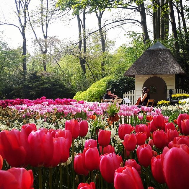  thenetherlands  lisse  keukenhof  tulips  music  europetrip  holland ...