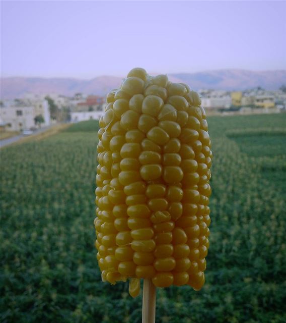 There are always people watching you silently 😏😏😏😏😏😏😏😏😏😏😏😏😏😏� (Beqaa Valley)