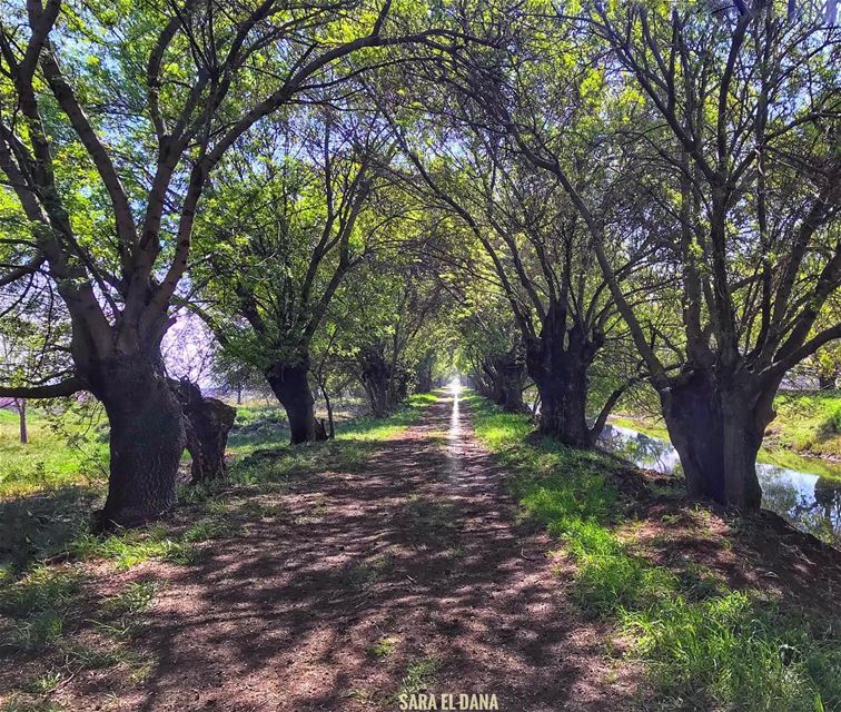 There are darknesses in life and there are lights, and you are one of the... (Aammiq Wetland)
