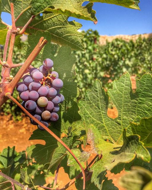 There are Good Days and there are Grape Days!! 🍇☘️  chateaukefraya ... (Château Kefraya - Plaine De Bekka)