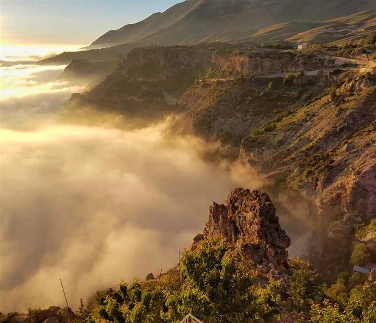 There are only two places in Lebanon that I want to be. At the beach or... (The Cedars of Lebanon)