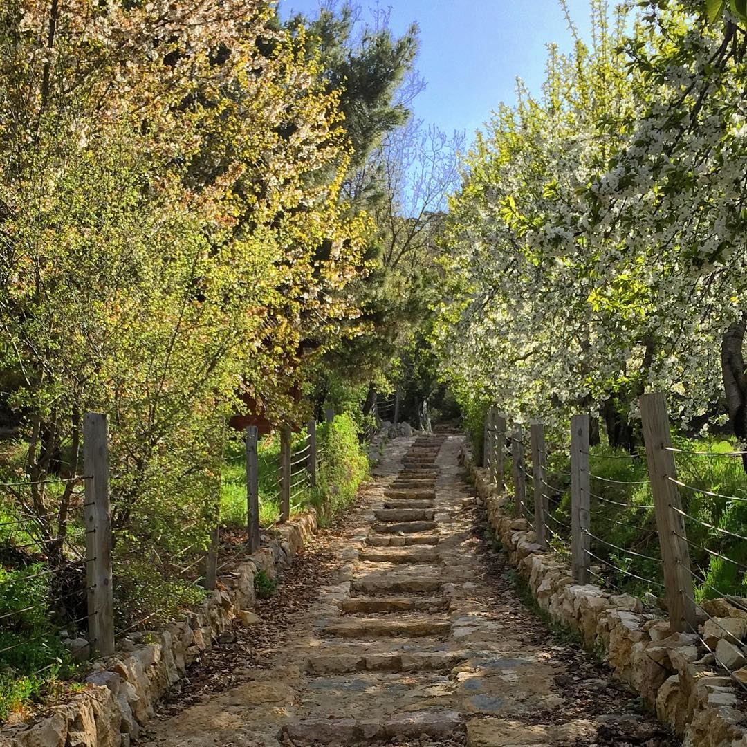 There are Roads that lead you nowhere 🎶 and Roads that lead you Home 💚... (La Reserve Horsh Ehden)