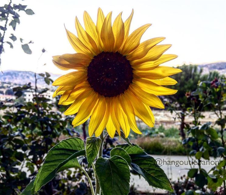 There behind the mountain the sun gave up us too soon. But here our sun is... (Machghara, Béqaa, Lebanon)