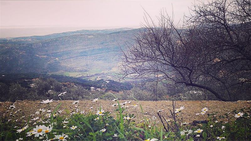 There is a flower , a little flowerWith a silver tiara and a golden eye ... (Machmoûché, Al Janub, Lebanon)