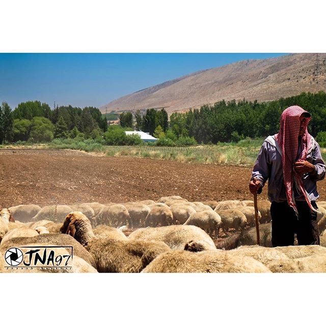There is a proverb which states that the shepherd always tries to persuade the sheep that their interests, and his own are the same. 🐑🐏 (Anjar, Lebanon)