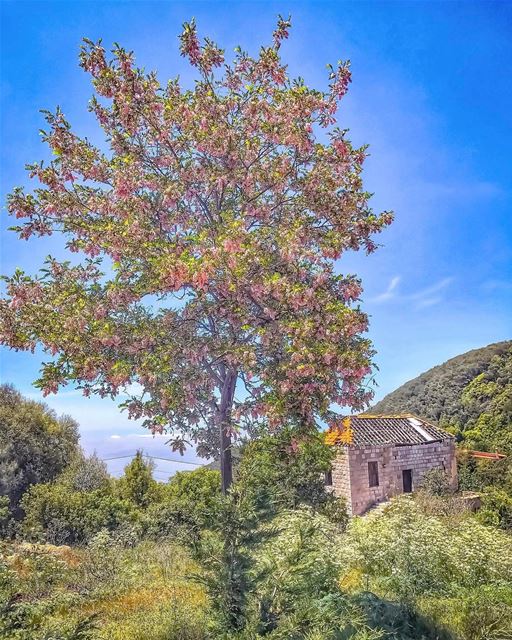 There is a voice that doesn't use words. Listen - Rumi ... (Ehden, Lebanon)