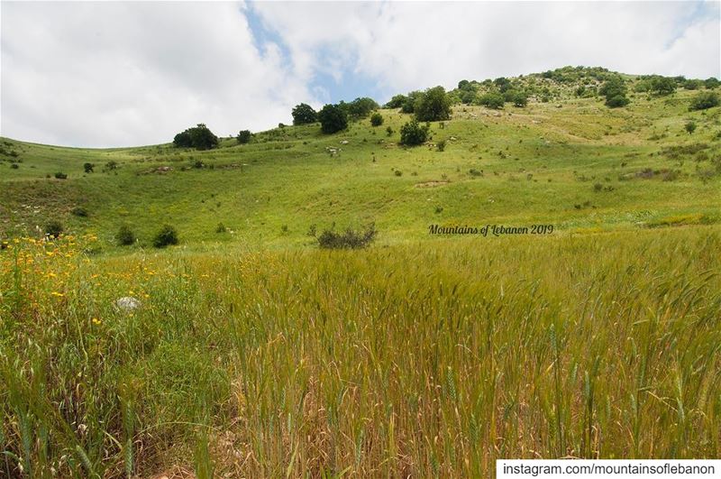 There is always something magical in wheat fields! even more when... (Nabatieh Governorate)