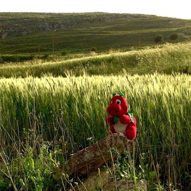 there is always something sincere simple and serene in a wheat field,... (Deir Al Zehrane)