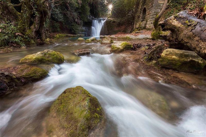 "There is another alphabet, whispering from every leaf, singing from every... (Chouf)
