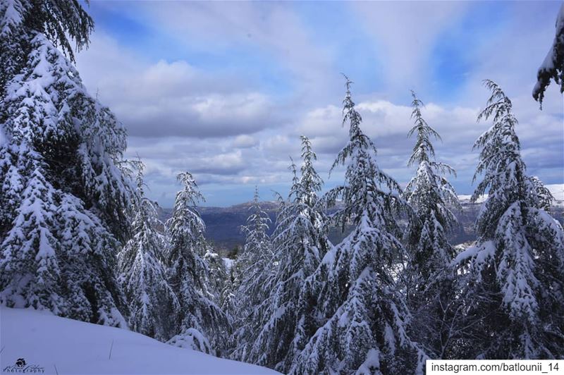 There is beauty about winter, that no other season can touch ❄️─────────── (Shouf Cedar Ain Zhalta)