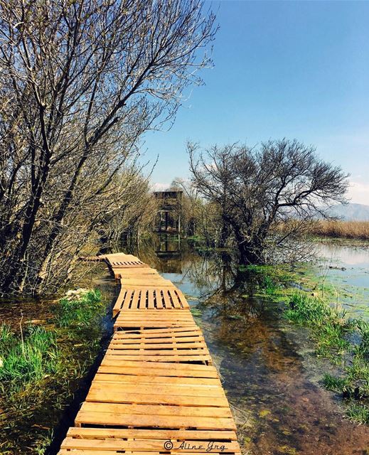 There is no APP for this .. 💚 ammiq  ammiqwetlands  wetland  nature ... (`Ammiq, Béqaa, Lebanon)
