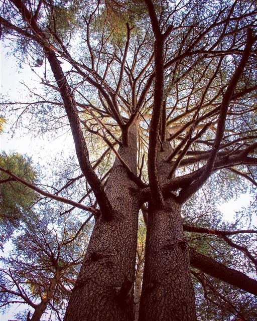 There is no power greater than true affection.. hug  treehug  tree ... (Ehden, Lebanon)