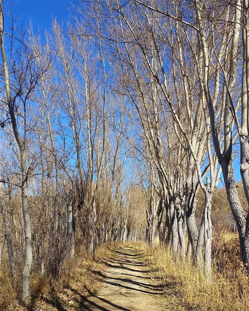 There is No Wifi In the Forest, But I will Find a Better Connection 🌳🌳🌳� (Laklouk Village Vacances)