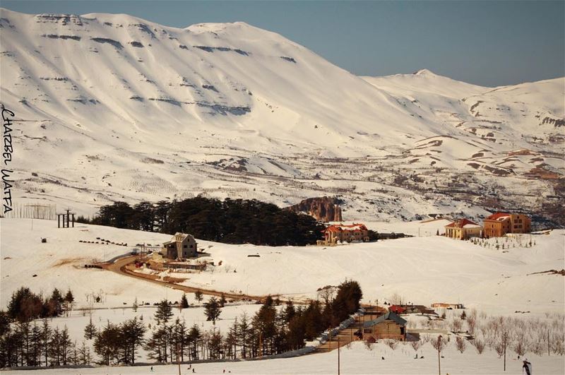 There is nothing in nature that blooms all year long; so don't expect... (Cedars of God)