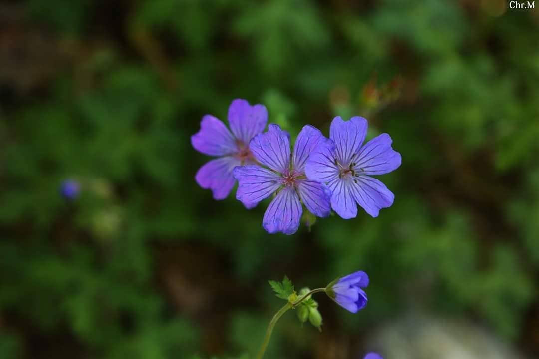 There is so much hope in a little flower. JabalMoussa  unescomab  unesco...