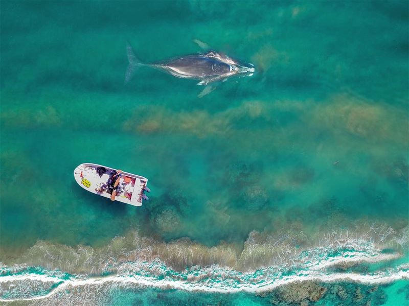 There is still life in Lebanon and saving it is a must........ whale... (Naqoura)