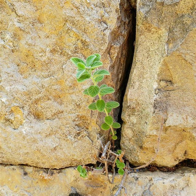 There it is, zaatar shooting out of a rock!😃 zaatar  oregano  wildherbs ... (Dayr Al Qamar, Mont-Liban, Lebanon)