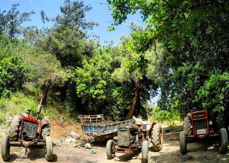  TheTrio  TheGang 😎🚜 Old  Trucks  OldTruck  OldButGold  StillWorking 💪... (3youn el Samak)