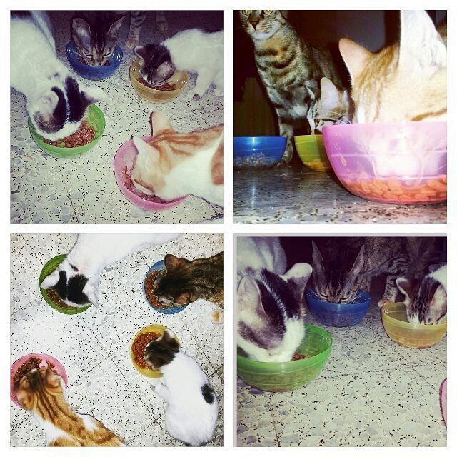 They are not hungry, they just like their colorful new bowls. ...