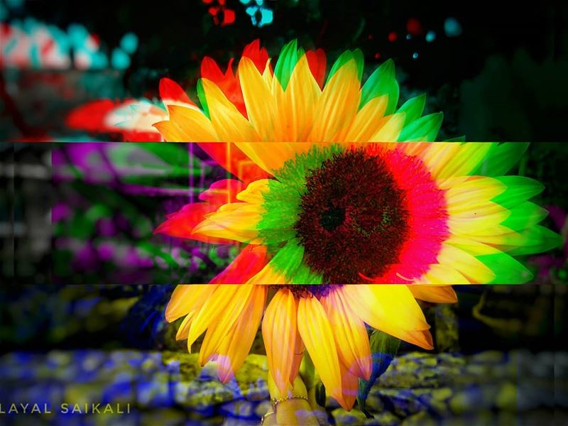 They call me weirdo... And I like it😋•••• glitch sunflower weird... (Feitroun, Mont-Liban, Lebanon)