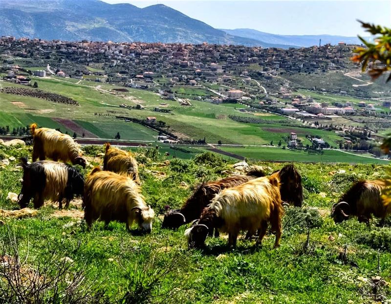 They have free food, fantastic view and good company...what else do they... (Marjayoûn, Al Janub, Lebanon)