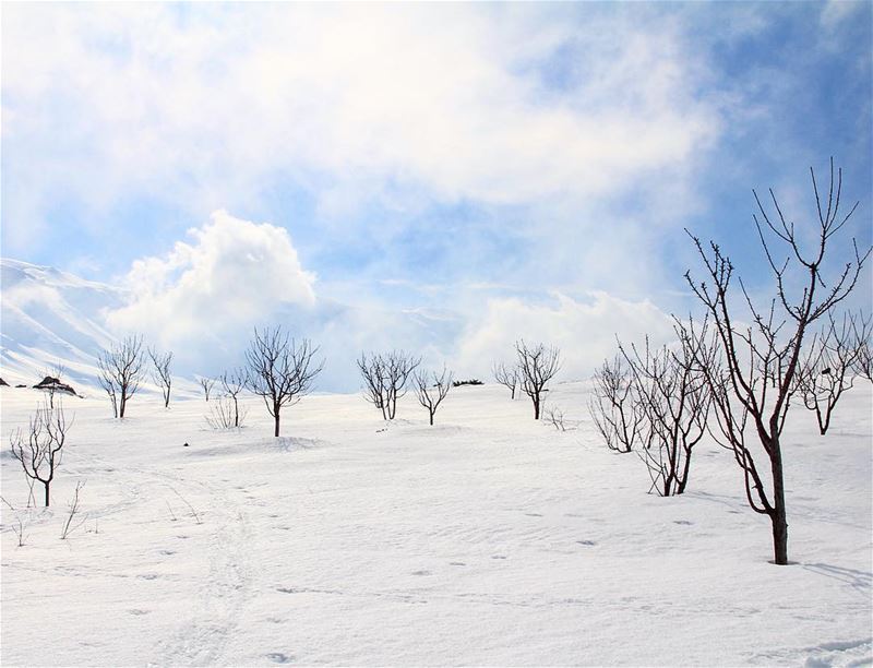 They have to grow, even when they are wild dead. awesomeearth ... (Cedars Of Lebanon)