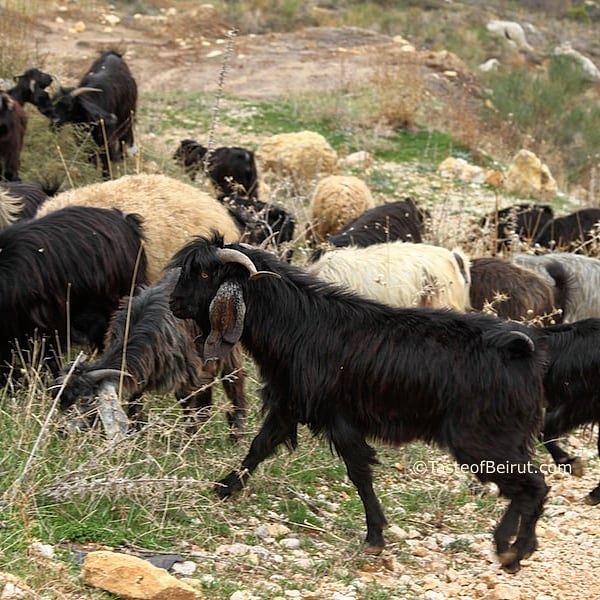 They just melt my ❤.  goats  herding  shepherd  lebanesescenery ... (Bâroûk, Mont-Liban, Lebanon)