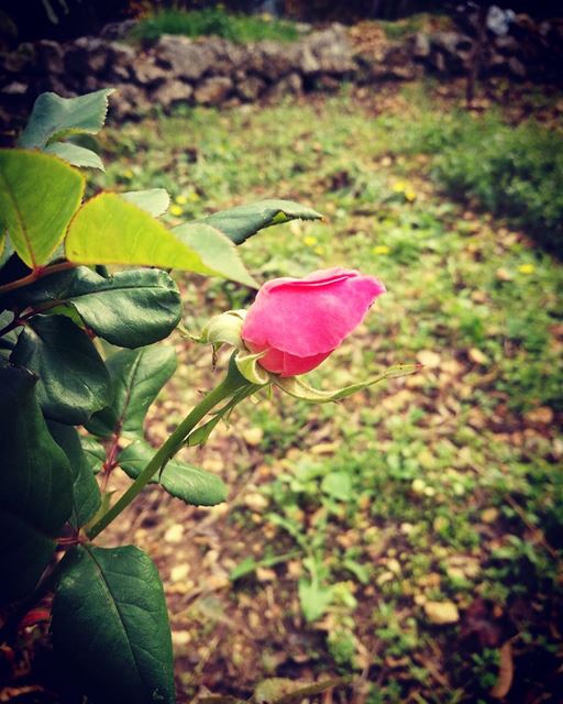 Things blossom in their time. They bud and bloom, blossom and fade.... (Ra'S Nhash, Liban-Nord, Lebanon)