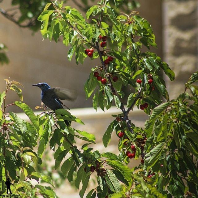 This bird was amazing ♥  bird  cherry  bluebird  chouf  lebanon  jbaa ...