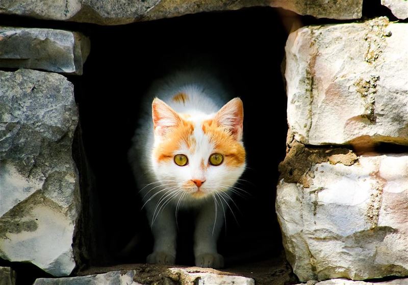 This cat knows how to make a dramatic "out of the dark" exit 😂  peekaboo ...