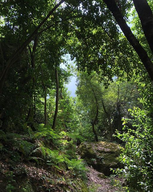 This feeling; it’s visceral.  Lebanon  JabalMoussa  forest  mountain ...