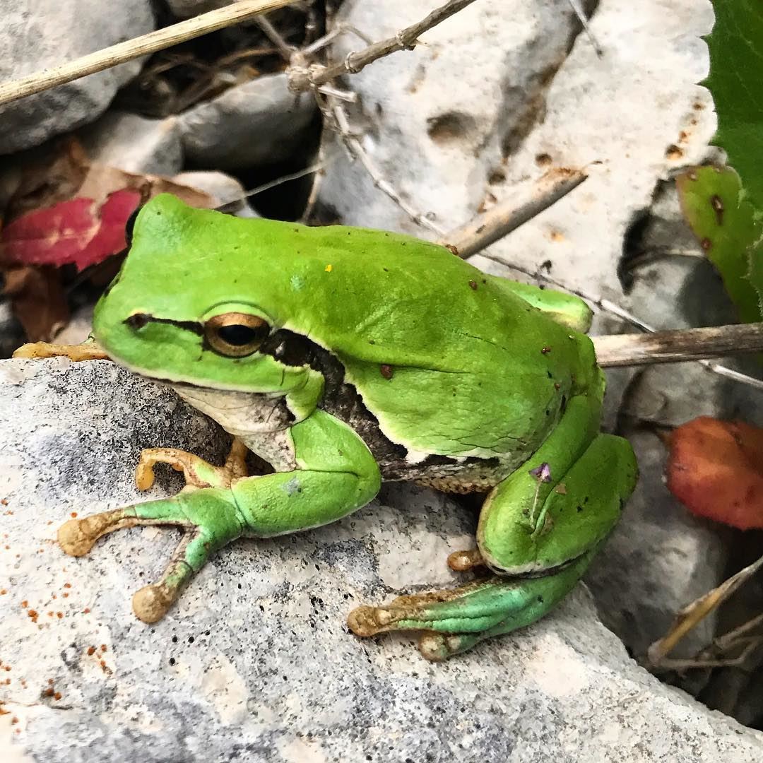 This frog reminds me of Kermit in the Muppet Show or the tale of The Frog... (El Laqloûq, Mont-Liban, Lebanon)